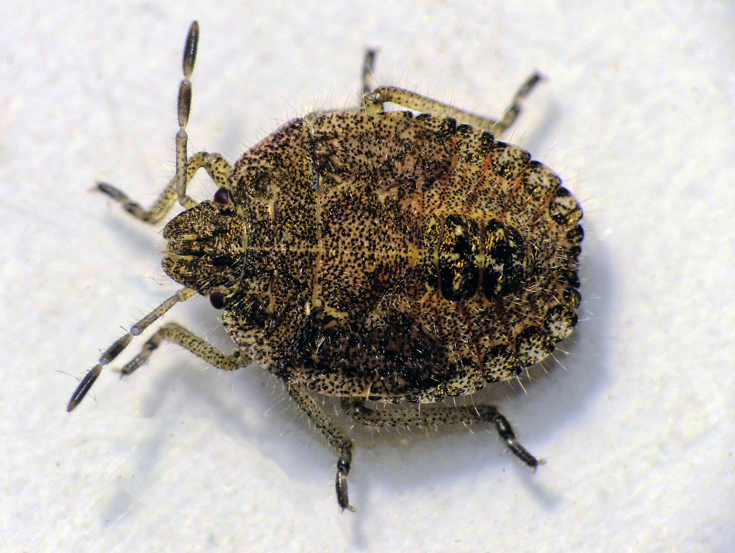 Nymphe der Beerenwanze (Dolycoris baccarum) - spätes Larvenstadium