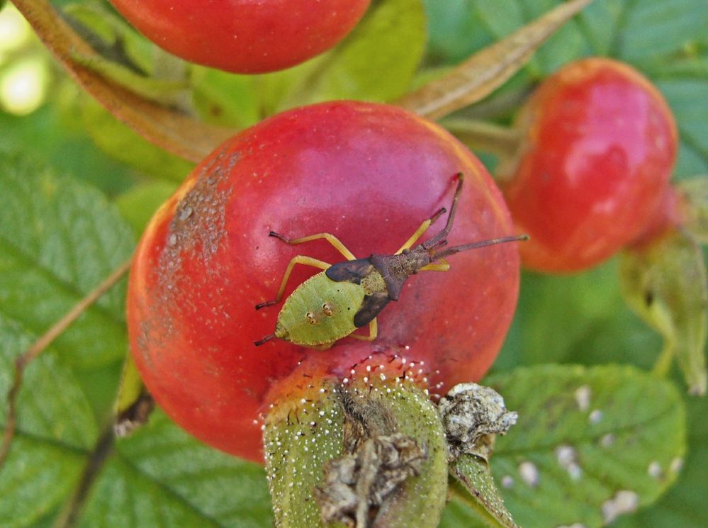 Nymphe der Braunen Randwanze (Gonocerus acuteangulatus)