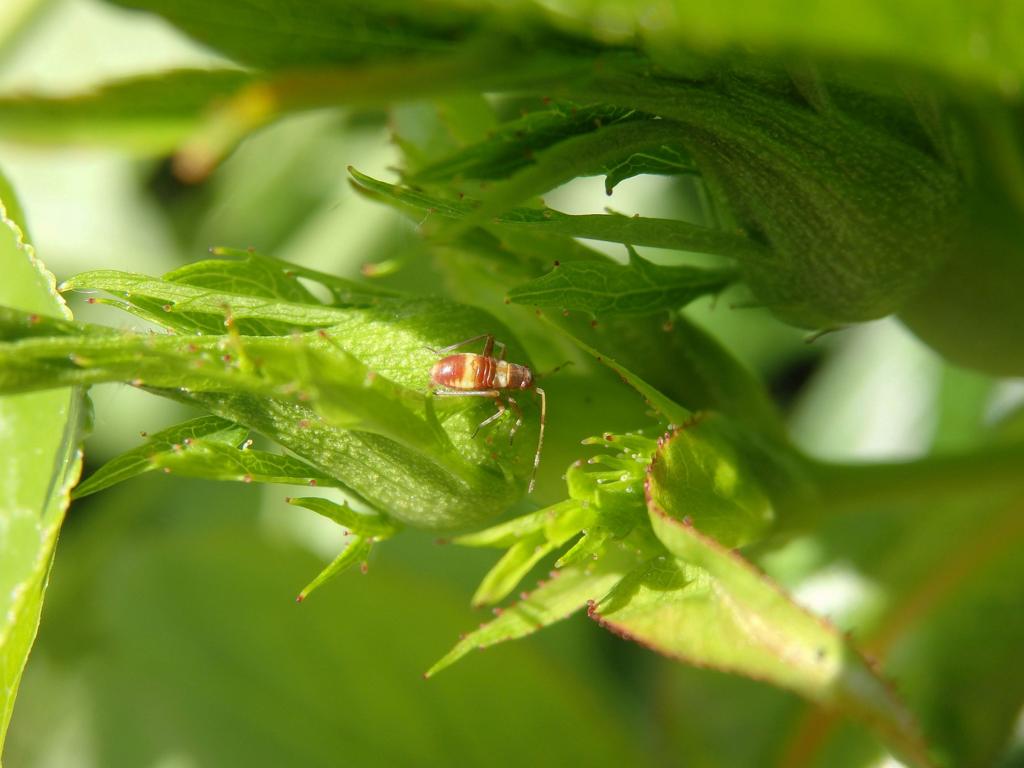 Nymphe der Braunen Schmuckwanze (Closterotomus fulvomaculatus)