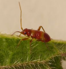 Nymphe der Braunen Schmuckwanze (Closterotomus fulvomaculatus)