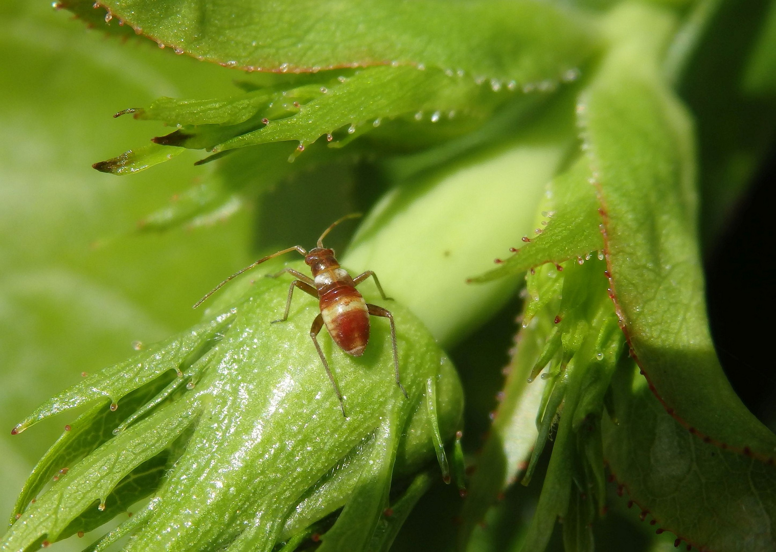 Nymphe der Braunen Schmuckwanze (Closterotomus fulvomaculatus)