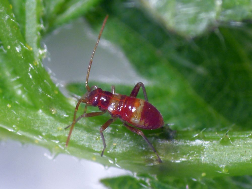 Nymphe der Braunen Schmuckwanze (Closterotomus fulvomaculatus)