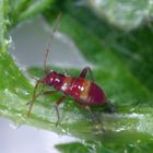 Nymphe der Braunen Schmuckwanze (Closterotomus fulvomaculatus)