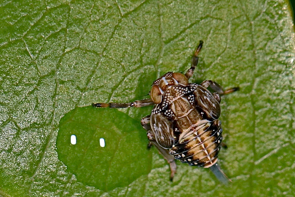 Nymphe der "Echte Käferzikade (Issus coleoptratus)" - ca. 3mm lang!