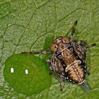 Nymphe der "Echte Käferzikade (Issus coleoptratus)" - ca. 3mm lang!