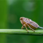 Nymphe der echten Käferzikade (Issus coleoptratus)