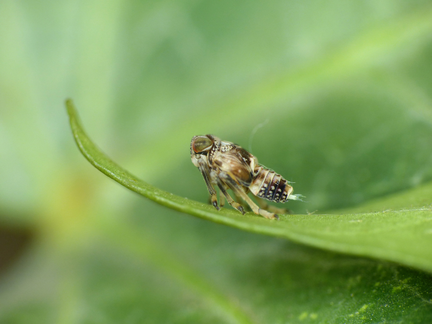 Nymphe der Echten Käferzikade (Issus coleoptratus)