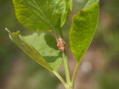 Nymphe der Echten Käferzikade (Issus coleoptratus)