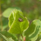 Nymphe der Echten Käferzikade (Issus coleoptratus)