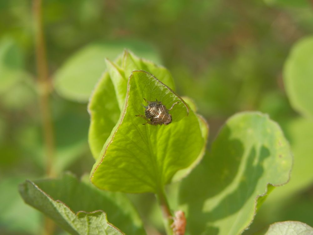 Nymphe der Echten Käferzikade (Issus coleoptratus)