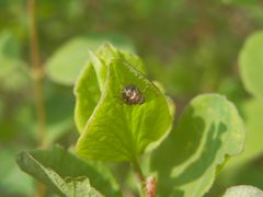 Nymphe der Echten Käferzikade (Issus coleoptratus)