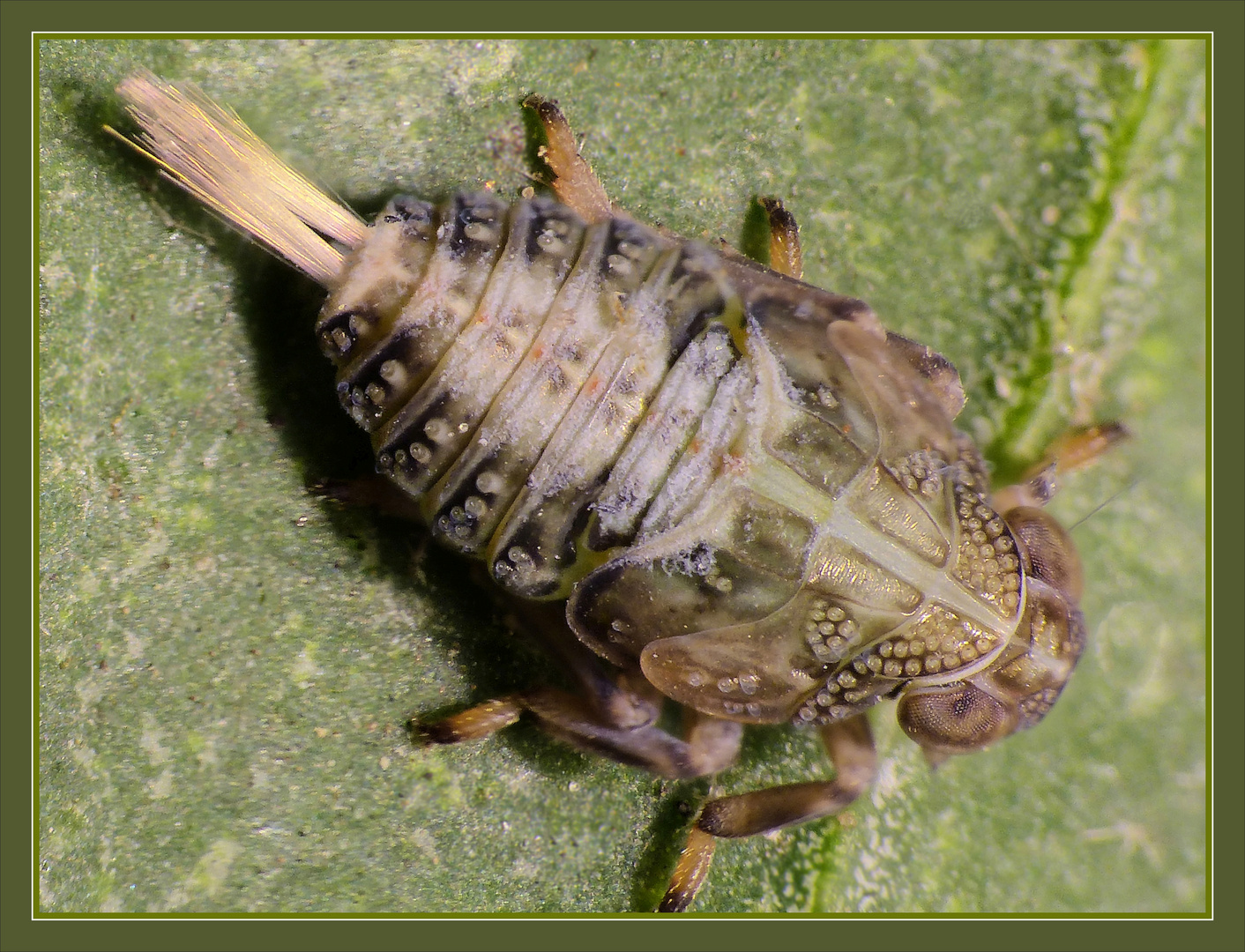 Nymphe der Echten Käferzikade (Issus coleoptratus)