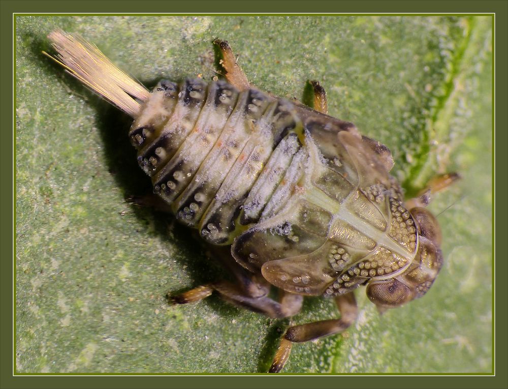 Nymphe der Echten Käferzikade (Issus coleoptratus)