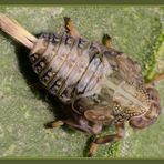 Nymphe der Echten Käferzikade (Issus coleoptratus)