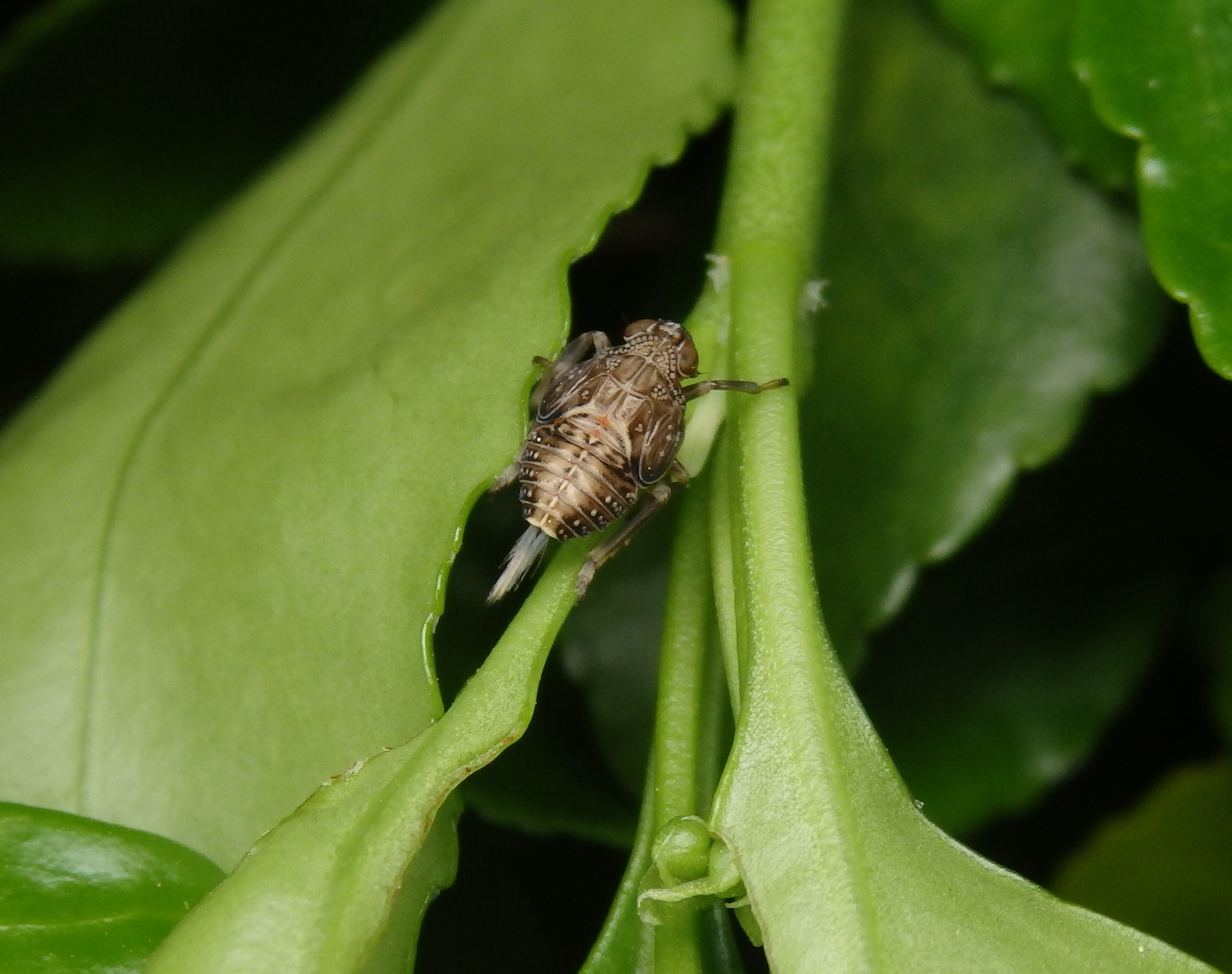 Nymphe der Echten Käferzikade (Issus coleoptratus)