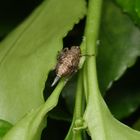 Nymphe der Echten Käferzikade (Issus coleoptratus)