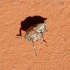 Nymphe der Echten Käferzikade (Issus coleoptratus)