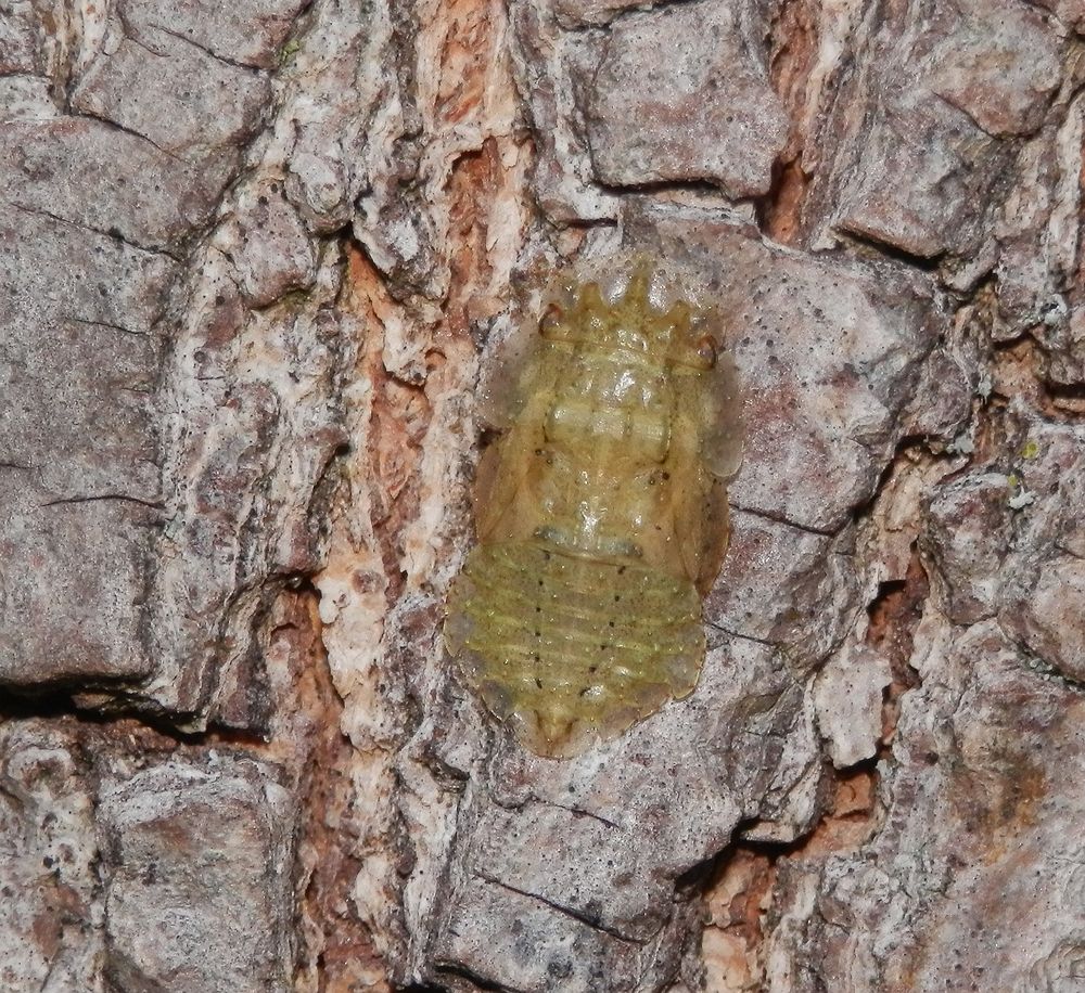 Nymphe der Echten Ohrzikade (Ledra aurita) auf Ahorn