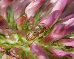 Nymphe der Gemeinen Wiesenwanze