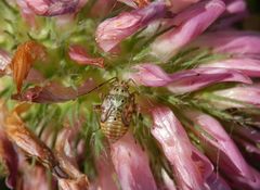 Nymphe der Gemeinen Wiesenwanze II