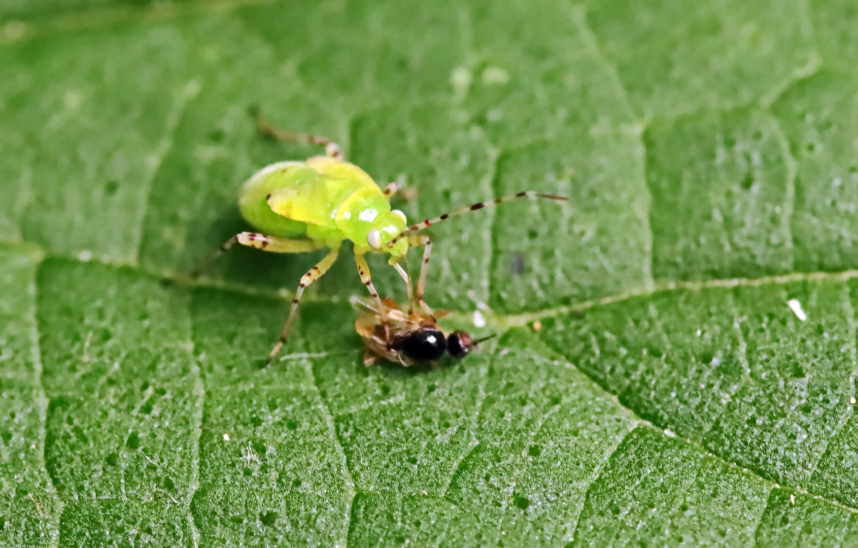 Nymphe der Gepunkteten Nesselwanze + 2 Bilder