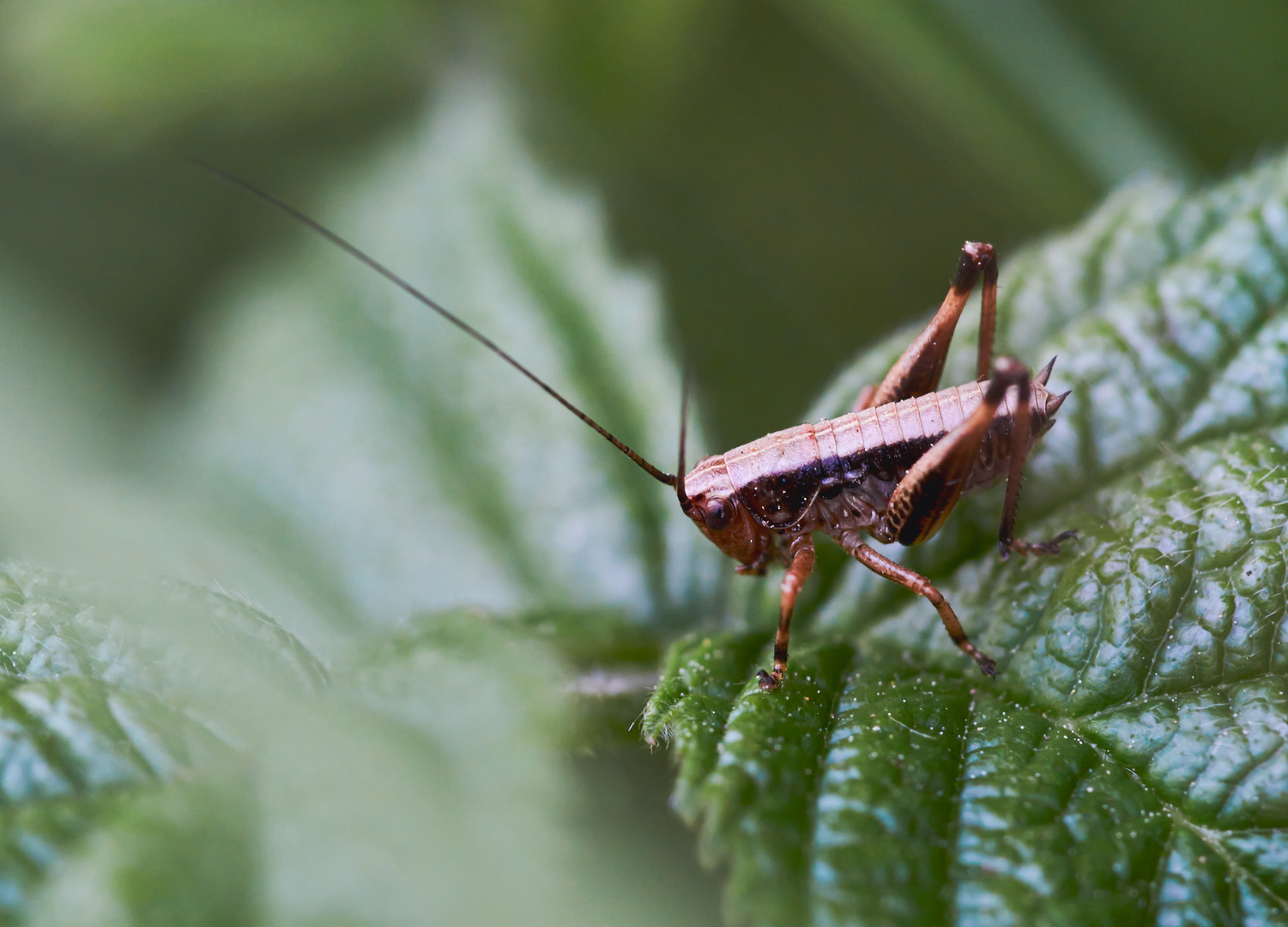 Nymphe der Gewöhnlichen Strauchschrecke