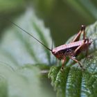 Nymphe der Gewöhnlichen Strauchschrecke