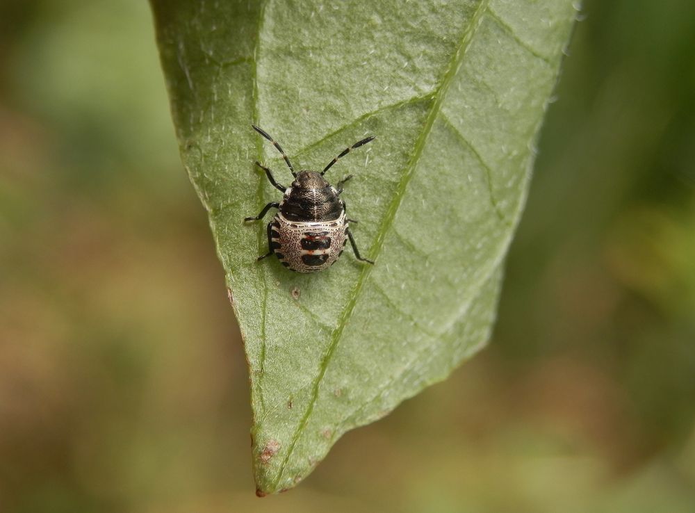 Nymphe der Grauen Gartenwanze (Rhaphigaster nebulosa) - L2 Larvenstadium