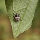 Nymphe der Grauen Gartenwanze (Rhaphigaster nebulosa) - L2 Larvenstadium