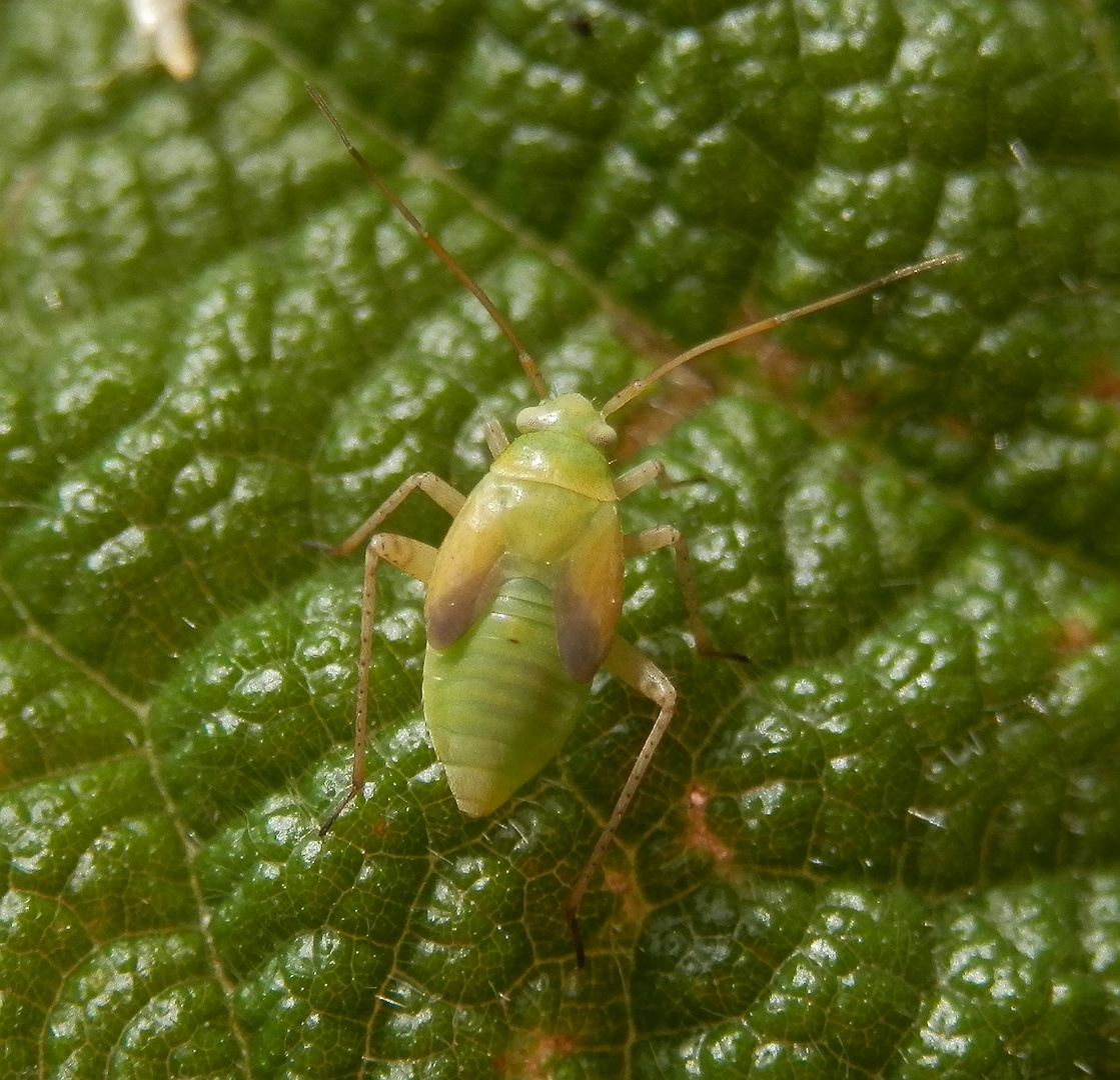 Nymphe der Grünen Futterwanze (Lygocoris pabulinus)