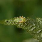 Nymphe der Grünen Futterwanze (Lygocoris pabulinus)