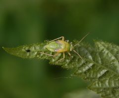 Nymphe der Grünen Futterwanze (Lygocoris pabulinus)