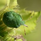 Nymphe der Grünen Stinkwanze (Palomena prasina)