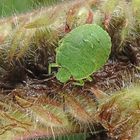 Nymphe der grünen Stinkwanze (Palomena prasina)