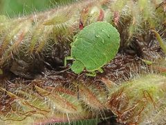 Nymphe der grünen Stinkwanze (Palomena prasina)