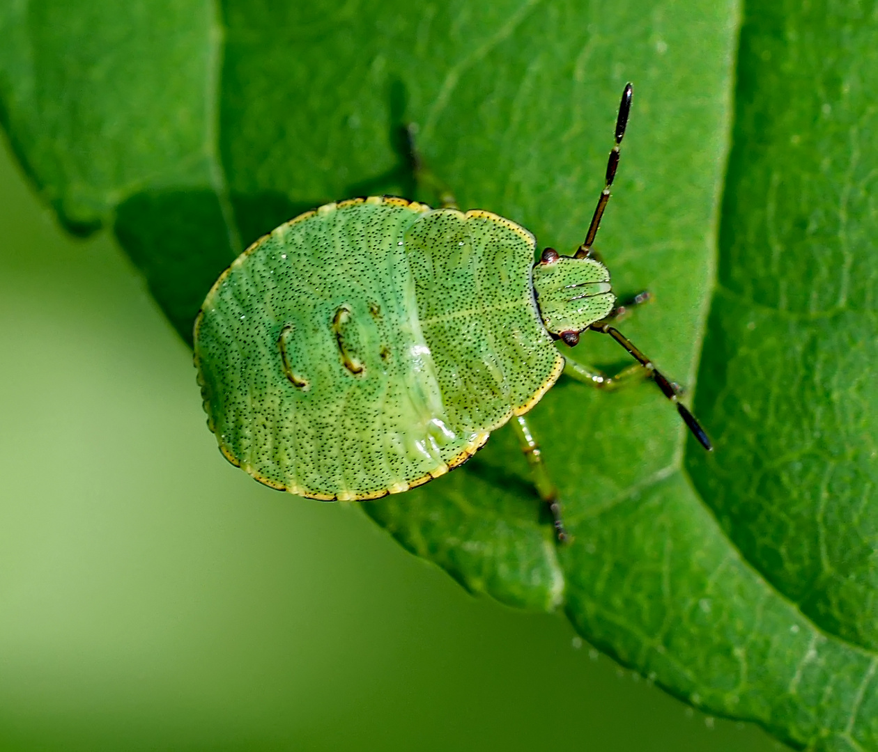 Nymphe der grünen Stinkwanze (Palomena prasina)