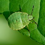 Nymphe der grünen Stinkwanze (Palomena prasina)