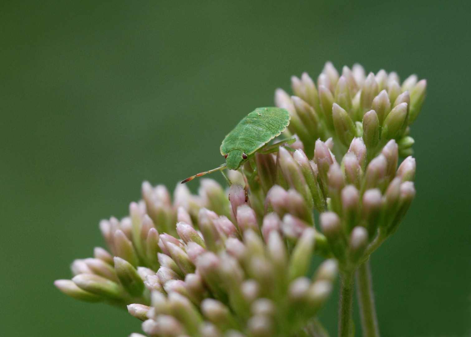 ,, Nymphe der Grünen Stinkwanze ( Palomena prasina ) ,,