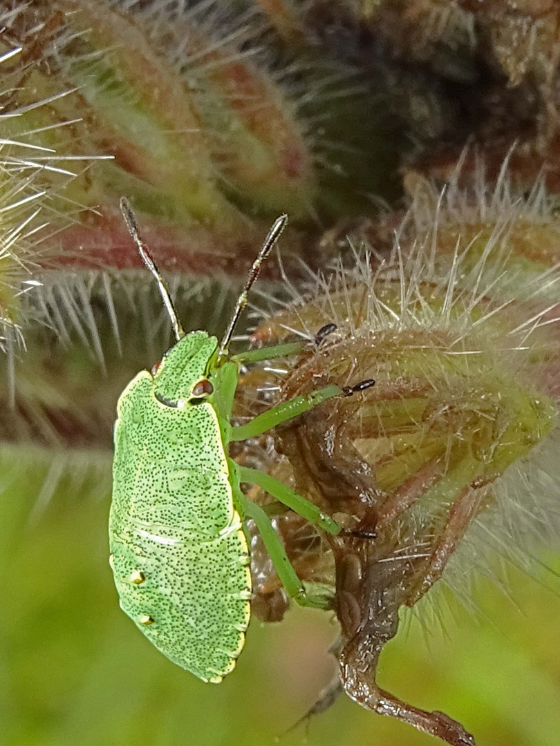 Nymphe der grünen Stinkwanze (Palomena prasina)