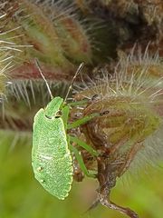 Nymphe der grünen Stinkwanze (Palomena prasina)