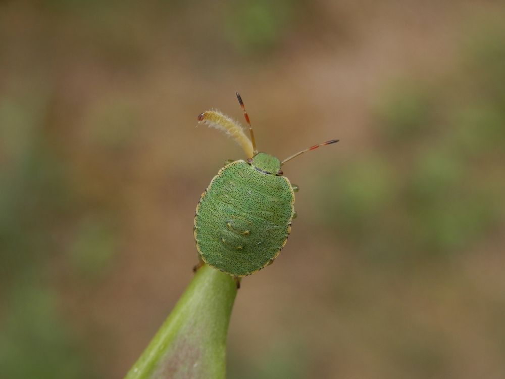 Nymphe der Grünen Stinkwanze (Palomena prasina) - L4 Larvenstadium