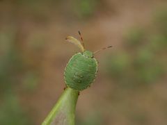 Nymphe der Grünen Stinkwanze (Palomena prasina) - L4 Larvenstadium