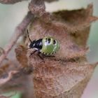 Nymphe der Grünen Stinkwanze (Palomena prasina) - Larvenstadium 2