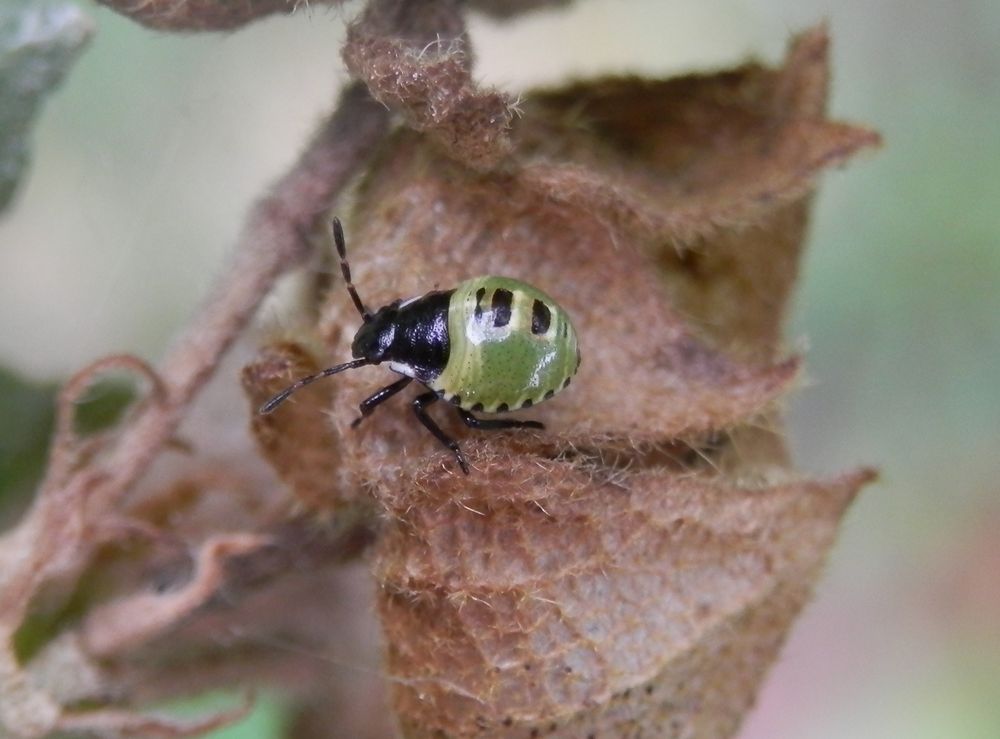 Nymphe der Grünen Stinkwanze (Palomena prasina) - Larvenstadium 2