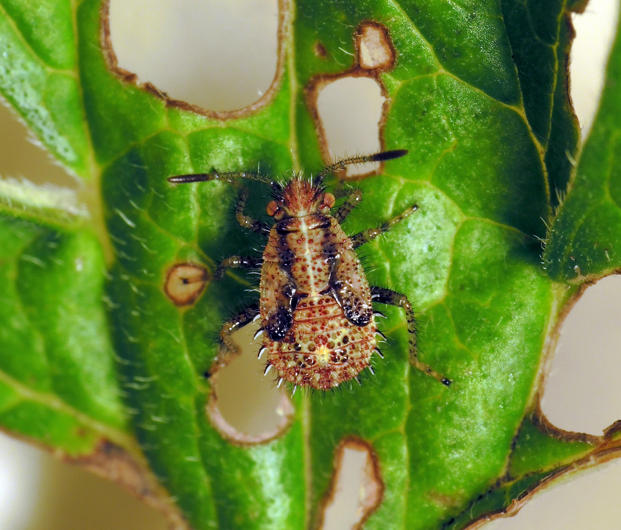 Nymphe der Hellbraunen Glasflügelwanze (Rhopalus subrufus)