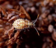 Nymphe der Hellbraunen Glasflügelwanze (Rhopalus subrufus)