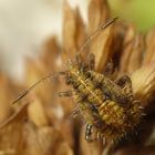 Nymphe der Hellbraunen Glasflügelwanze (Rhopalus subrufus) auf Oregano