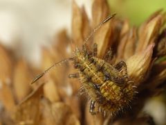 Nymphe der Hellbraunen Glasflügelwanze (Rhopalus subrufus) auf Oregano