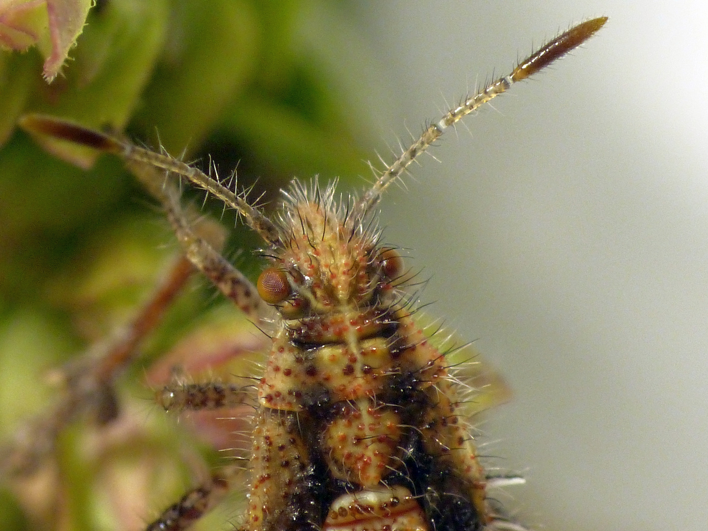 Nymphe der Hellbraunen Glasflügelwanze (Rhopalus subrufus) - L5 Larvenstadium