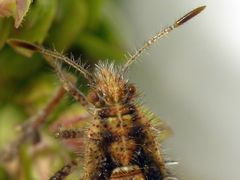 Nymphe der Hellbraunen Glasflügelwanze (Rhopalus subrufus) - L5 Larvenstadium